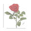 Tige de 25 po en velours rose