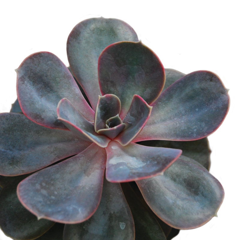 Succulent Pink Green - Wrapped Canvas Print, 30cm H x 30cm W x 3.8cm D