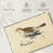 Snow Bunting Print-143479471