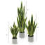 Plante de serpent artificielle Sansevieria en pot-130196674