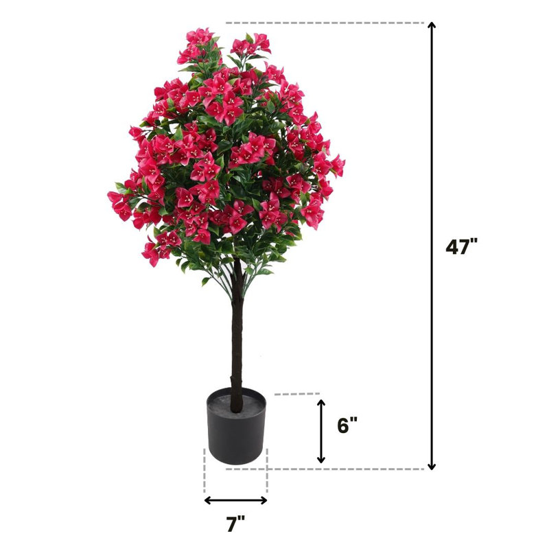 Bougainvillée plante d'extérieur / d'intérieur