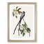 Fork-Tailed Flycatcher Bird by John Audubon - Picture Frame Painting Print-55577687-55577690