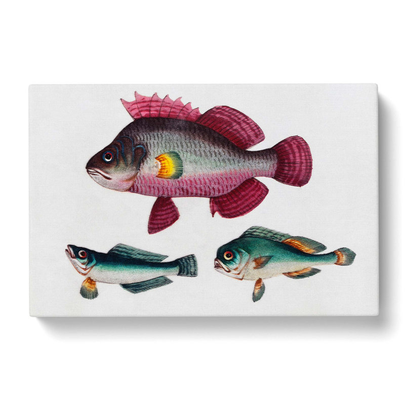 Assortment Of Fishes - Wrapped Canvas Painting, 50cm H x 76cm W x 3cm D