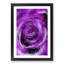 Striking Purple Rose in Abstract - Picture Frame Graphic Art Print-55730321-55730320