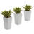 Mini Agave Plant with Planter