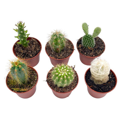 Mini Cacti Assortment Tiny Cactus Set Bunny Ears Old Man Pink Eves Pin Needl
