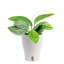 Costa Farms Indoor Trending Tropicals Green Galaxy Monstera House Plant in 6-inch Self-Watering Pot