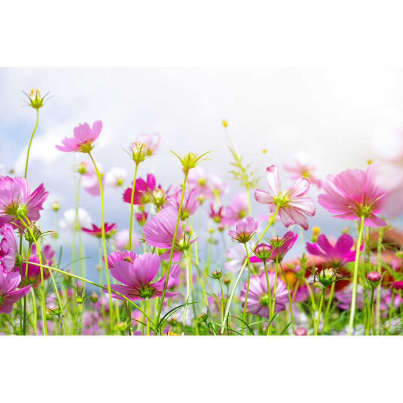 Cosmos Flower - Photographie sur toile tendue, H 20 po x l 30 po