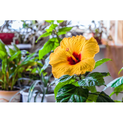 Adelphine, fleur d'hibiscus sur toile