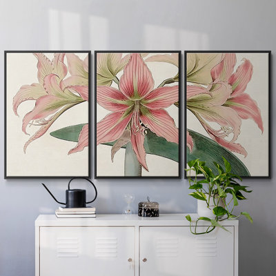 Amaryllis Varietals I 3 pièces