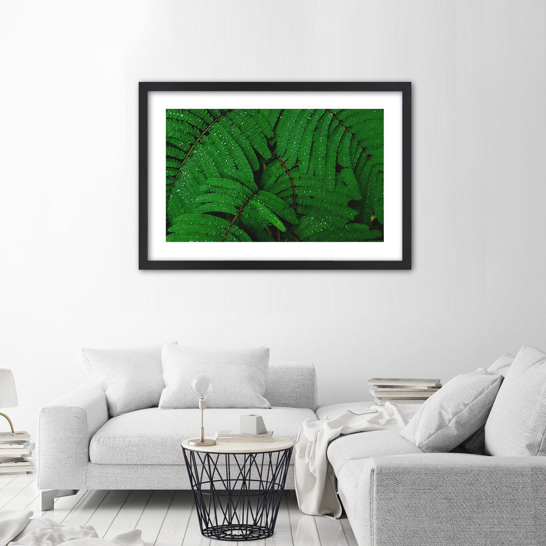 Gerahmter Fotodruck Tropfen auf Fern Leaf