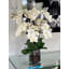 Blooming Orchid in Vase-931651917