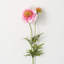 Vibrant Bloom Scabiosa Sprays-81831209