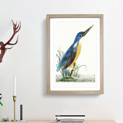 Tridigitated Kingfisher by George Shaw - Framed Print