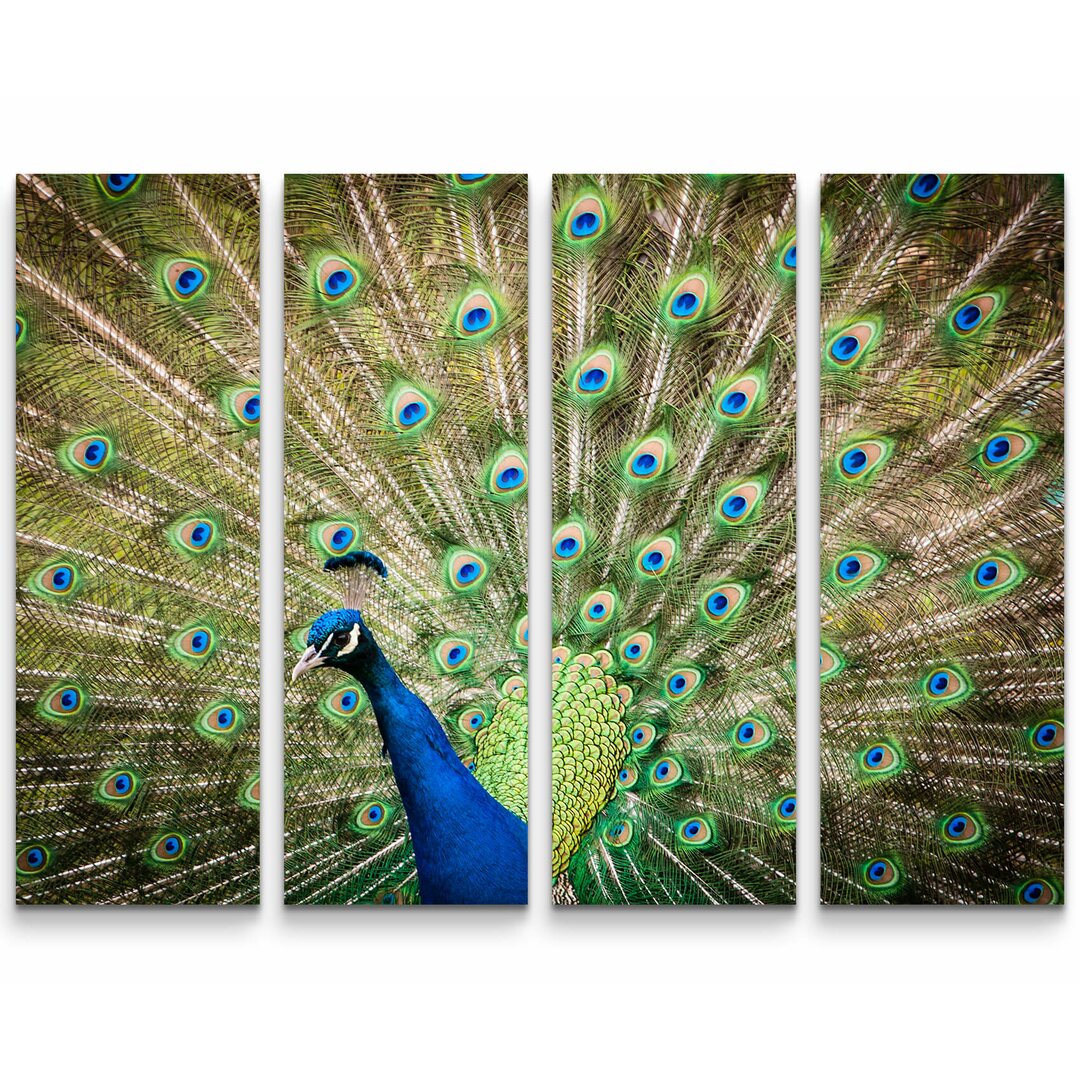 4-tlg. Leinwandbilder-Set Portrait eines Pfau