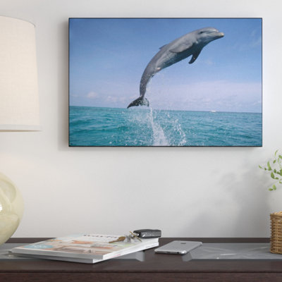 " Bottlenose Dolphin Leaping, Honduras "