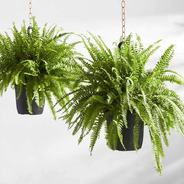live garden plants