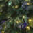 Lighted Christmas Tree