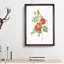 Austrian Briar Rose by Pierre-Joseph Redoute - Single Picture Frame Painting-55456916-55456917