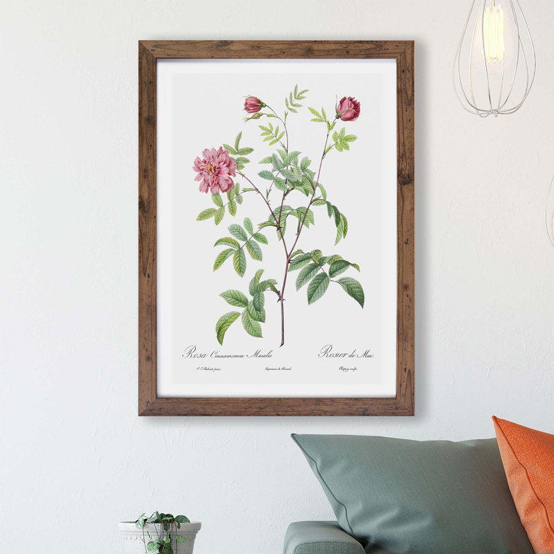 Cinnamon Rose by Pierre-Joseph Redoute - Framed Print, 33cm H x 45cm W x 2cm D, Walnut