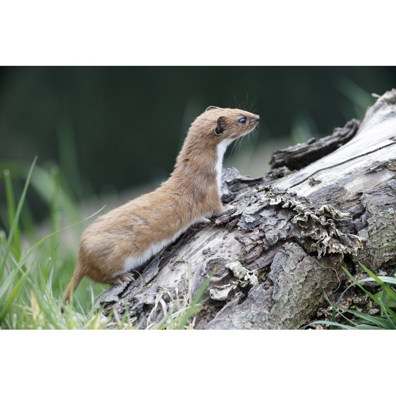 Weasel, Mustela Nivalis, - Wrapped Canvas Print, 61cm H x 91cm W