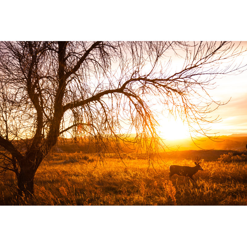 Buck by Jdpetersdotcom - Wrapped Canvas Print, 30cm H x 46cm W x 3.8cm D