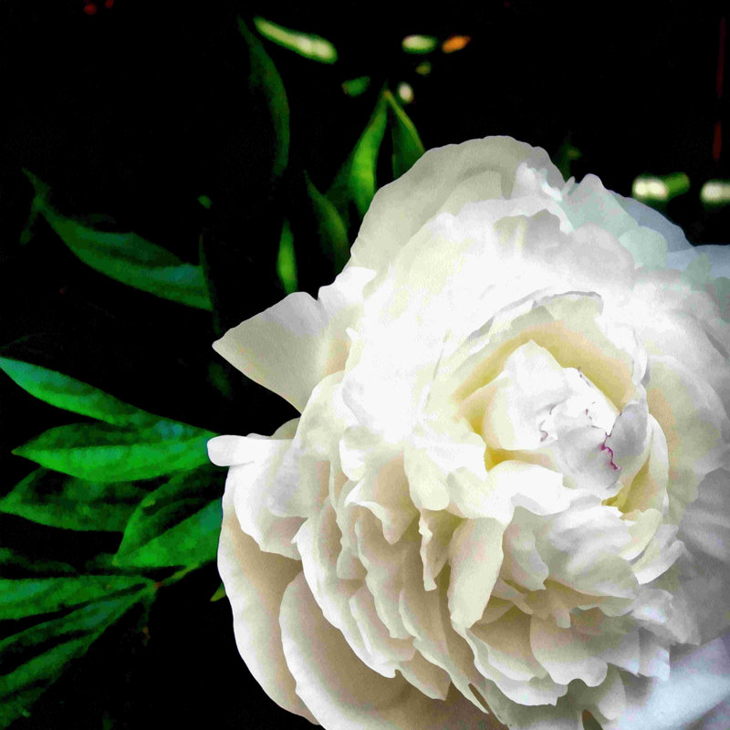 Pivoine blanche - peinture sur toile tendue, H 12 po x l 12 po