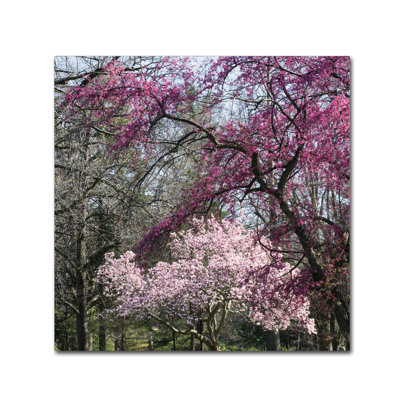 Cattima 'Mauve and Pink Flowering Trees of Spring' Photographic Print on Wrapped Canvas