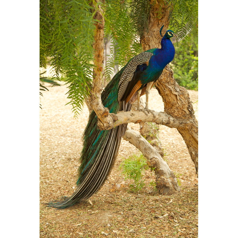 Peacock by Jayboivin, 12" H x 8" W