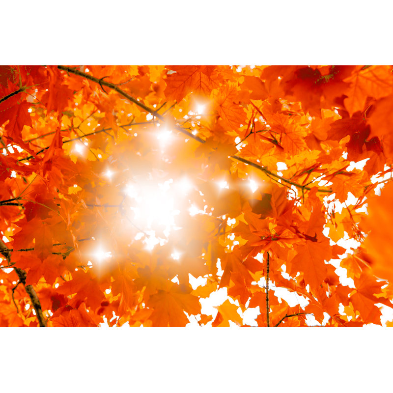 Maple Tree In Sunlight by Emeliemaria - Wrapped Canvas Print, 30cm H x 46cm W