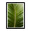 Tropical Palm Print by Tim Klein