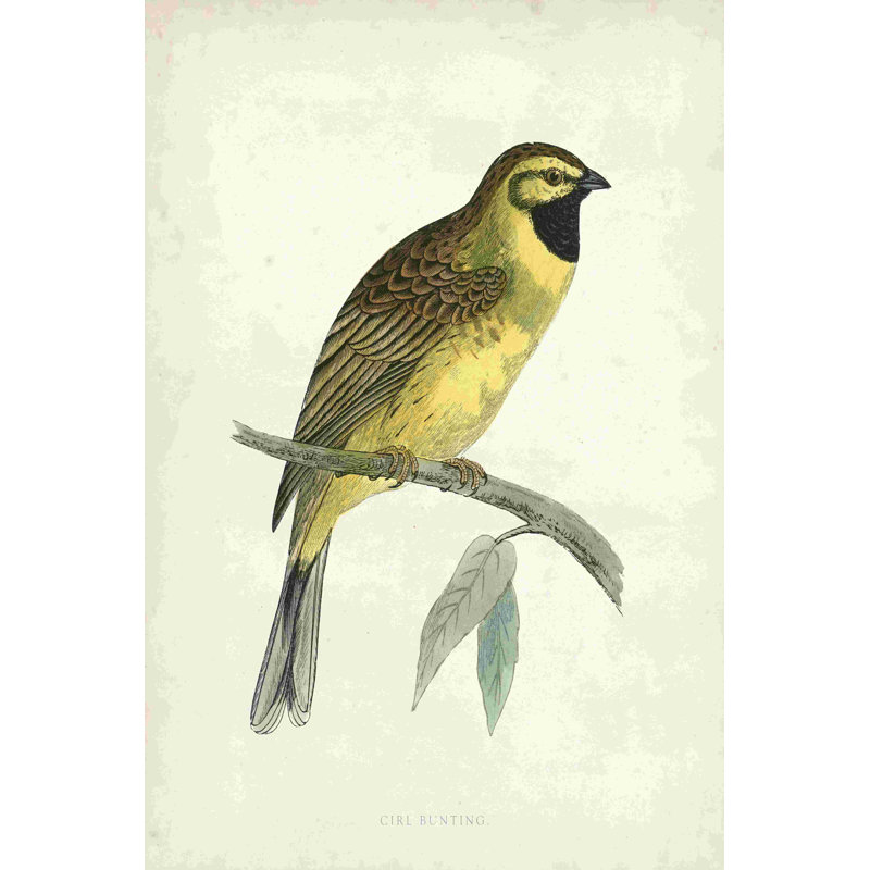 Bruant Morris Cirl, H 18 po x l 12 po