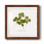 " Pressed Clover I "-1872557677-1872557676-1872520561