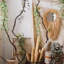 40 plantes-1152367009