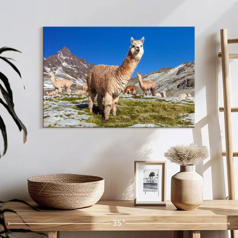 Brampt Woolly Andes Llamas, 16" H x 24" W