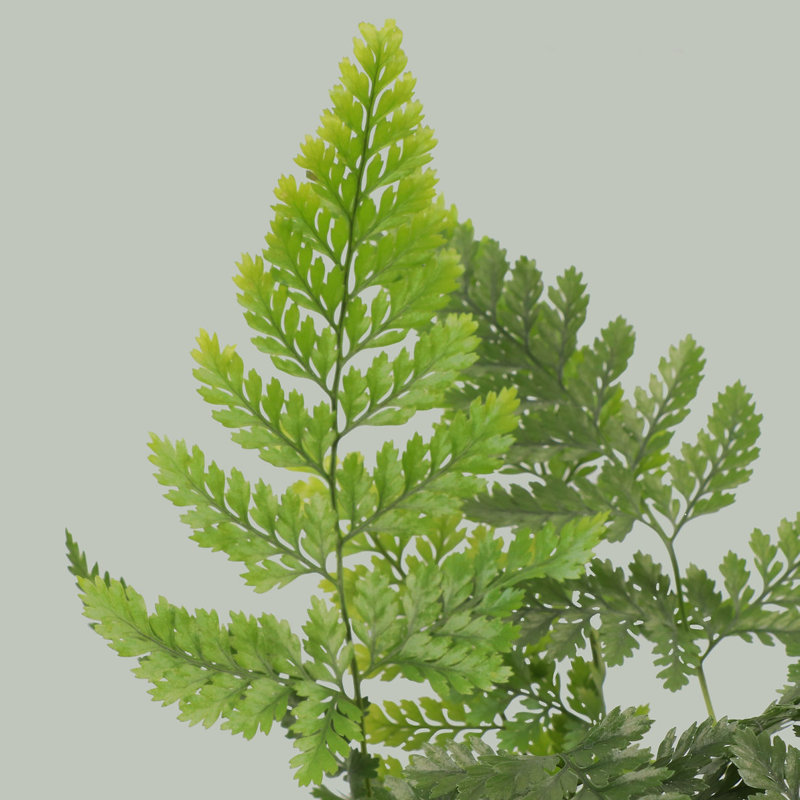 Live Rabbit's Foot Fern Plant