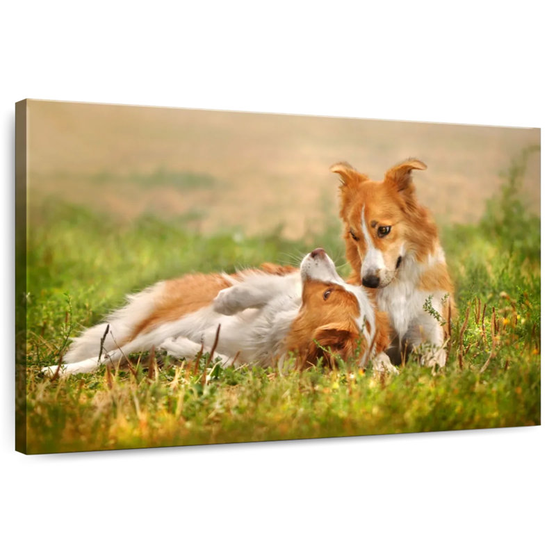 Brampt Border Collie Playtime, 30" H x 45" W