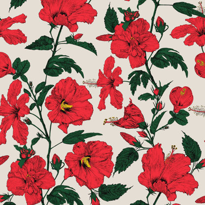 Hibiscus Haiti Flower Wallpaper