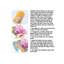 Bordure de papier peint L 24 pi x l 48 po Magical Unicorn