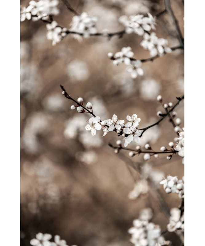 1 Piece Wrapped Canvas Wall Art
