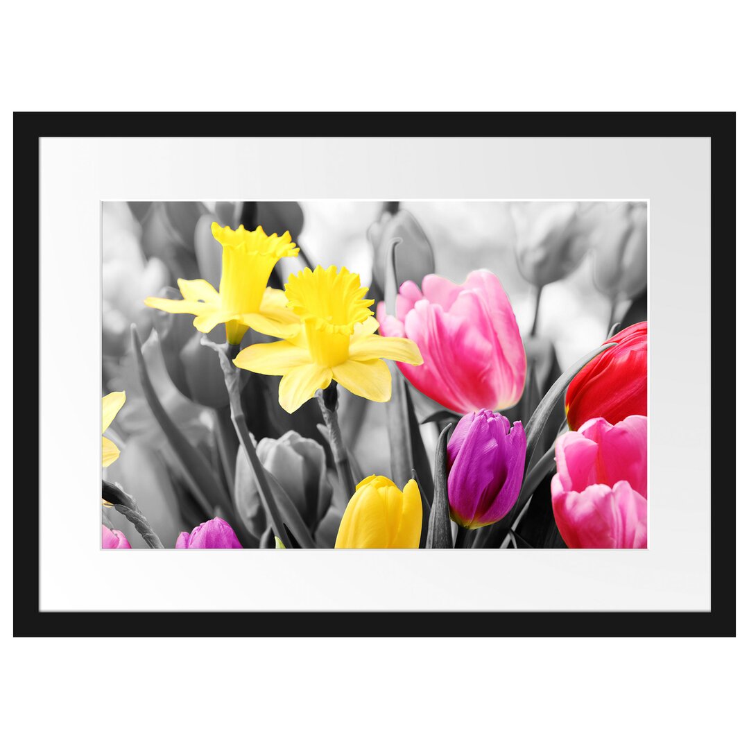 Gerahmtes Poster Schöne Narzissen mit Tulpen