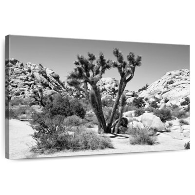 Black Arizona - Joshua Tree II