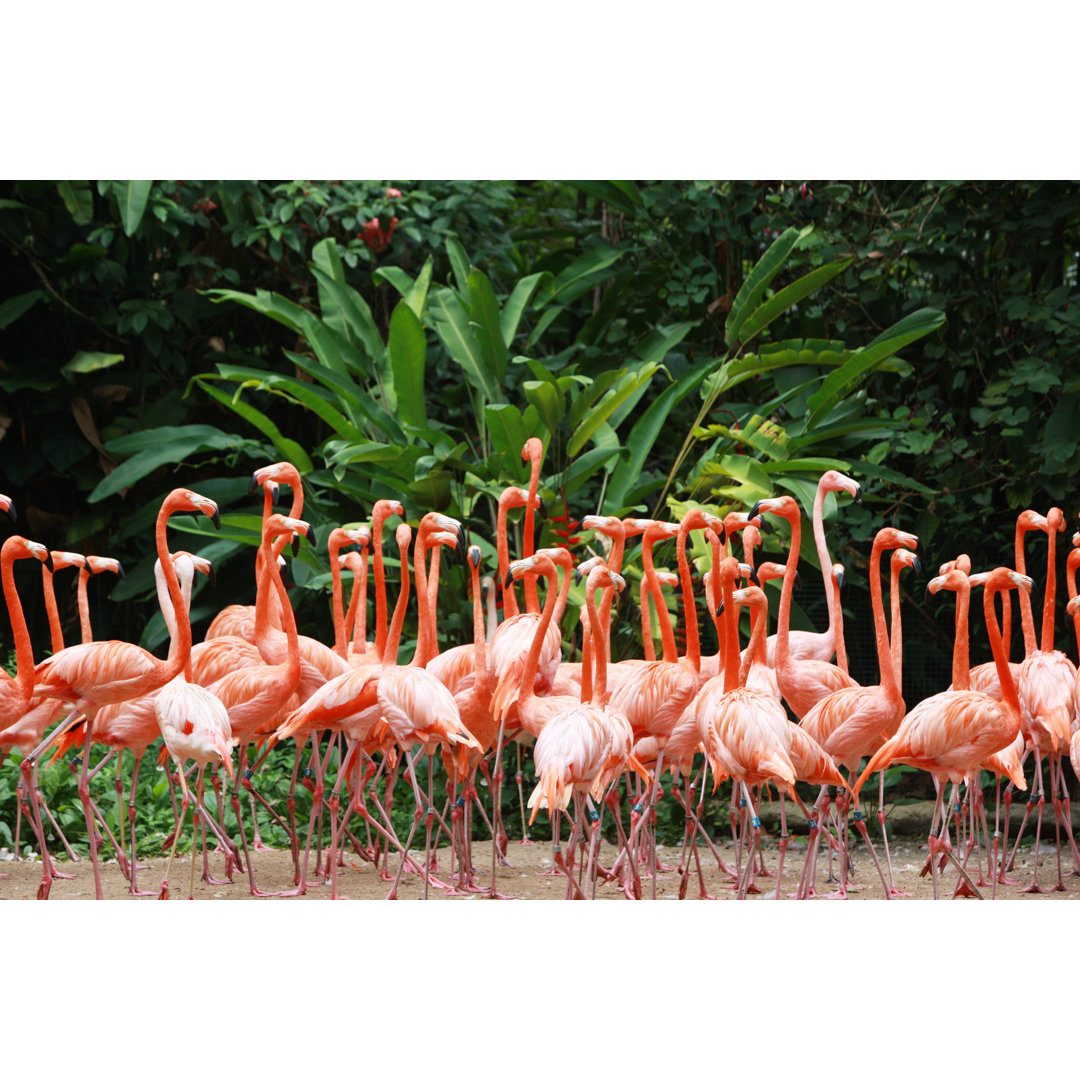 Schöne Flamingos von Webphotographeer - Drucken