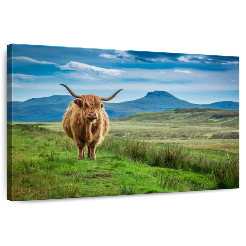 Brampt Skye Highland Cow, H 32 po x l 48 po