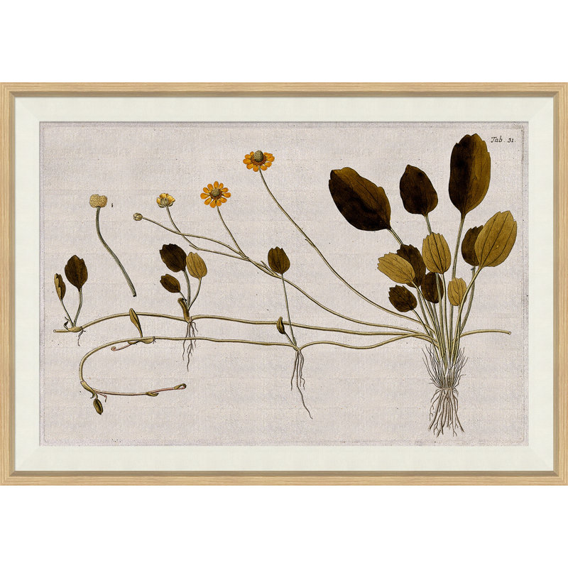 17th Century Horticultural Studies I Painting by Soicher Marin Archives
