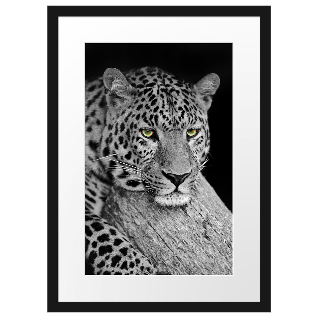 Gerahmtes Poster Ruhender Leopard