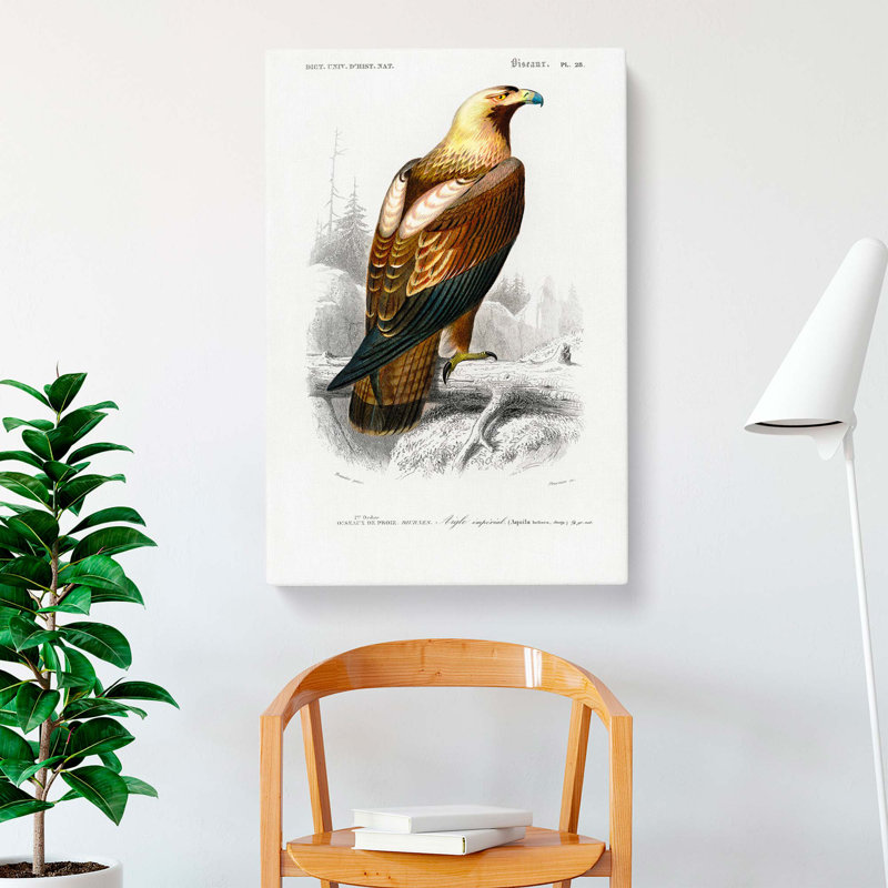 Eastern Imperial Eagle Illustration by Charles d' Orbigny - Wrapped Canvas, 60cm H x 40cm W x 3cm D