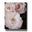 Toile épique Graffiti «Soft Pink Roses 2» par Debra Van Swearingen, 20 po x 24 po-490874945