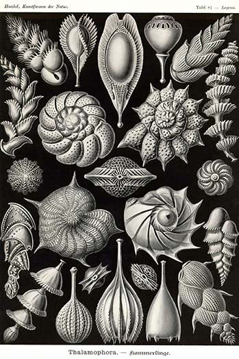 « thalamophora forminifera », impression, H 66 po x l 44 po x P 1,5 po