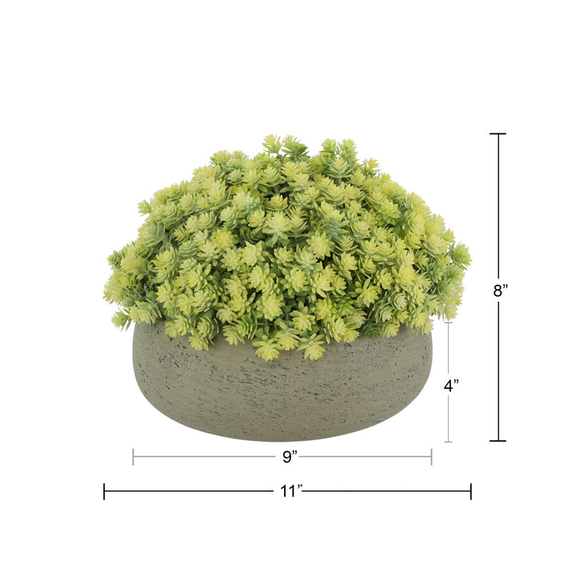 Sedum Arrangement in Fiberstone Pot, 11" H x 11" W x 11" D